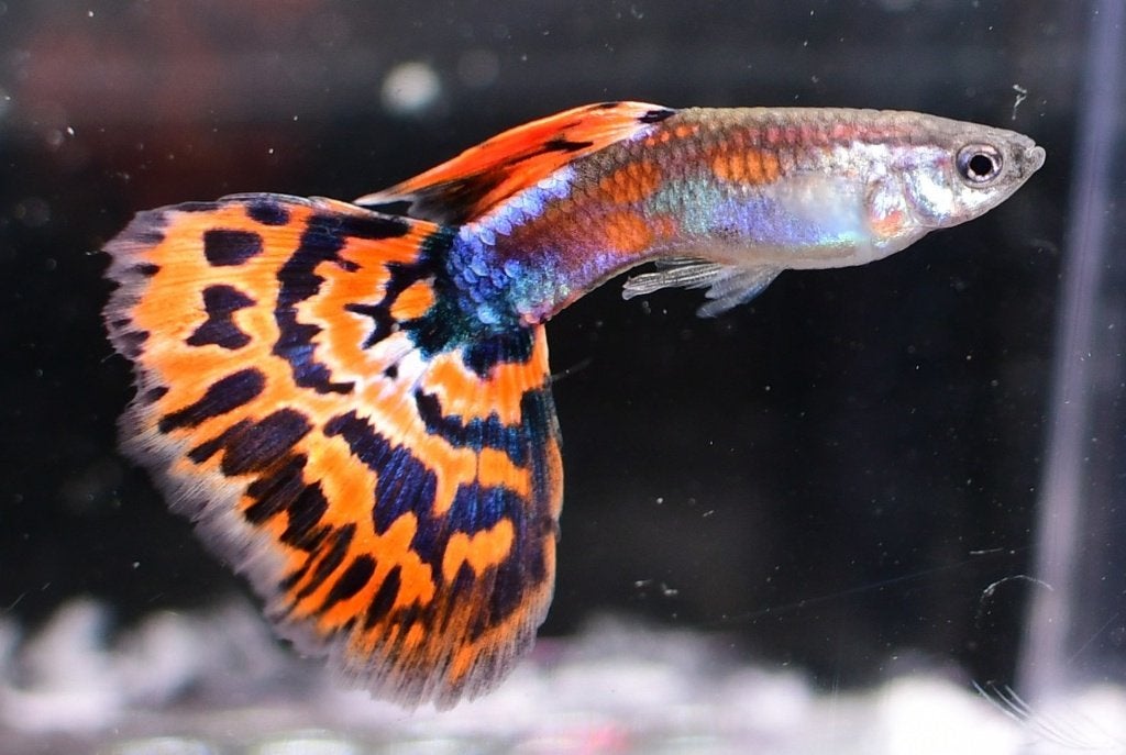 Guppy red mosaic, Vis, Zoetwatervis