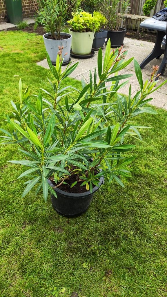 Zeer gezonde rode oleander 100cm, Tuin en Terras, Planten | Tuinplanten, Ophalen