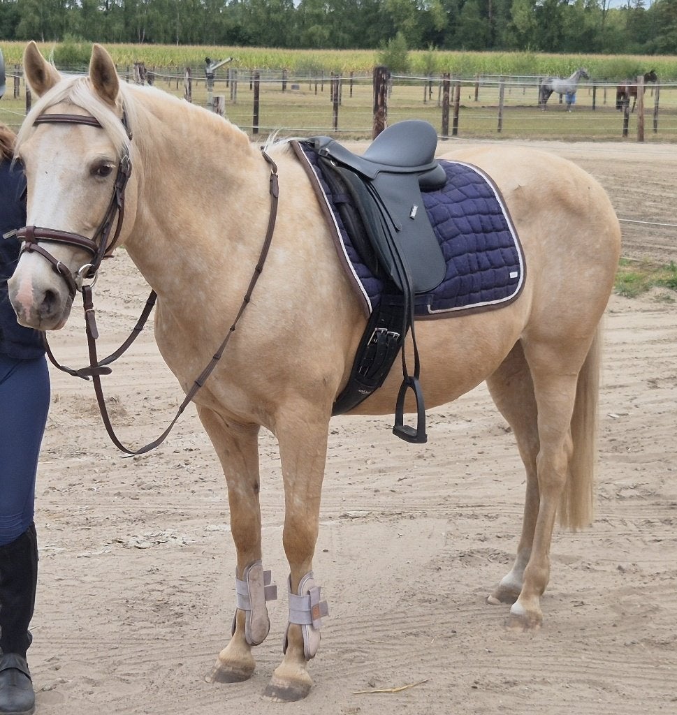 Gouden pony, Dieren en Toebehoren, Merrie, M, C pony (1.27m tot 1.37m), Met stamboom