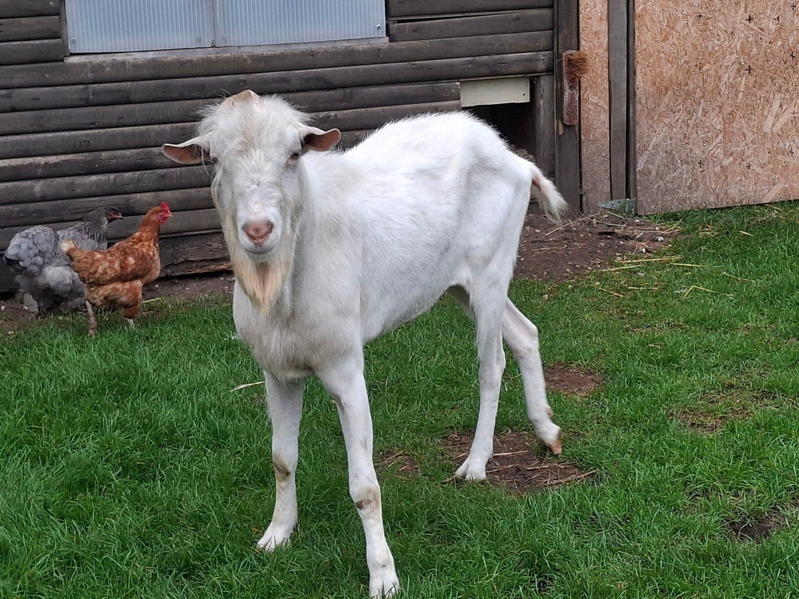 bok te koop, Mâle, Chèvre, 3 à 5 ans