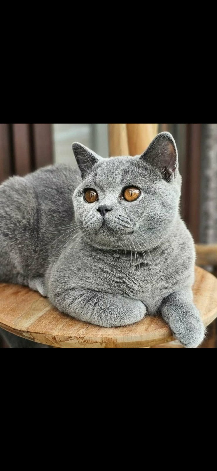 Britse kattin, Poes, Gechipt, 3 tot 5 jaar
