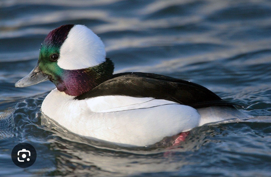 buffelkop buffelkopeend, Dieren en Toebehoren, Pluimvee, Meerdere dieren, Eend