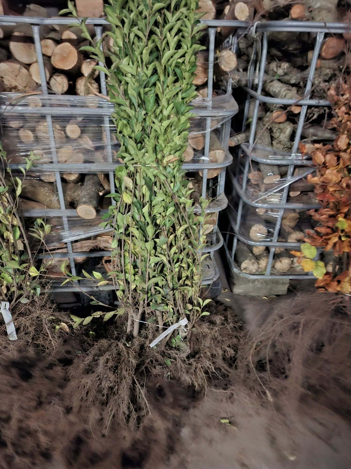 ‼️Ligustrum Ovalifolium aan promoprijzen ‼️, Ophalen, Taxus