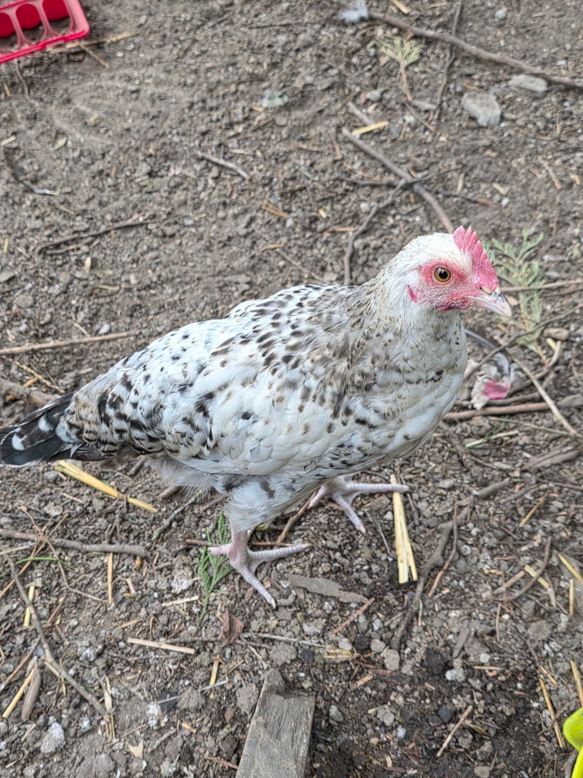 jong haan, Dieren en Toebehoren, Pluimvee, Mannelijk, Kip