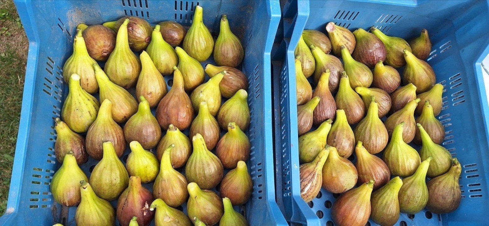 figues bio du potager 7€/kg, Divers, Enlèvement