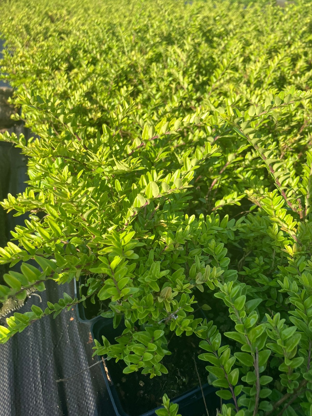 Lonicera 0,80€ per stuk, Tuin en Terras, Ophalen