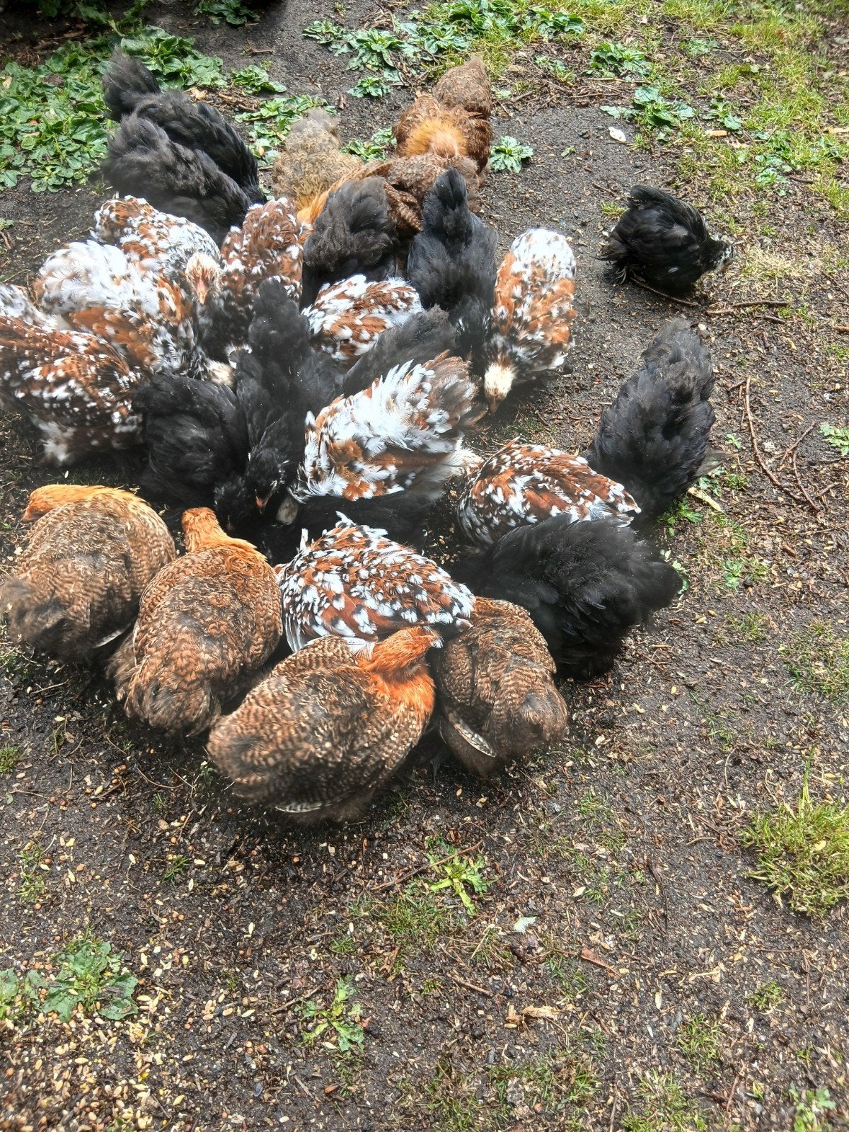 Bantams de Cochin, Animaux & Accessoires, Volatiles