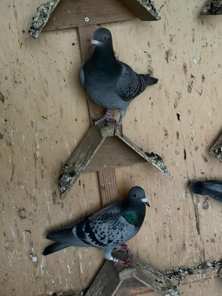 Postduiven, Dieren en Toebehoren, Postduif