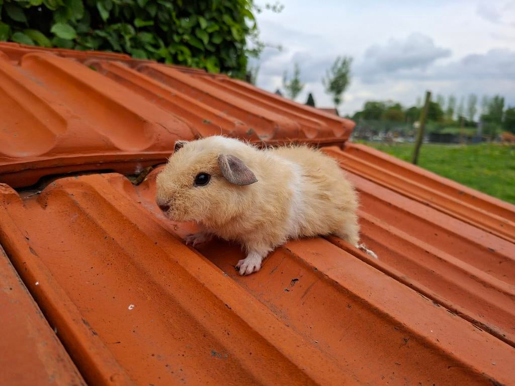 Rex caviabeer, Dieren en Toebehoren, Knaagdieren, April, Mannelijk, Cavia