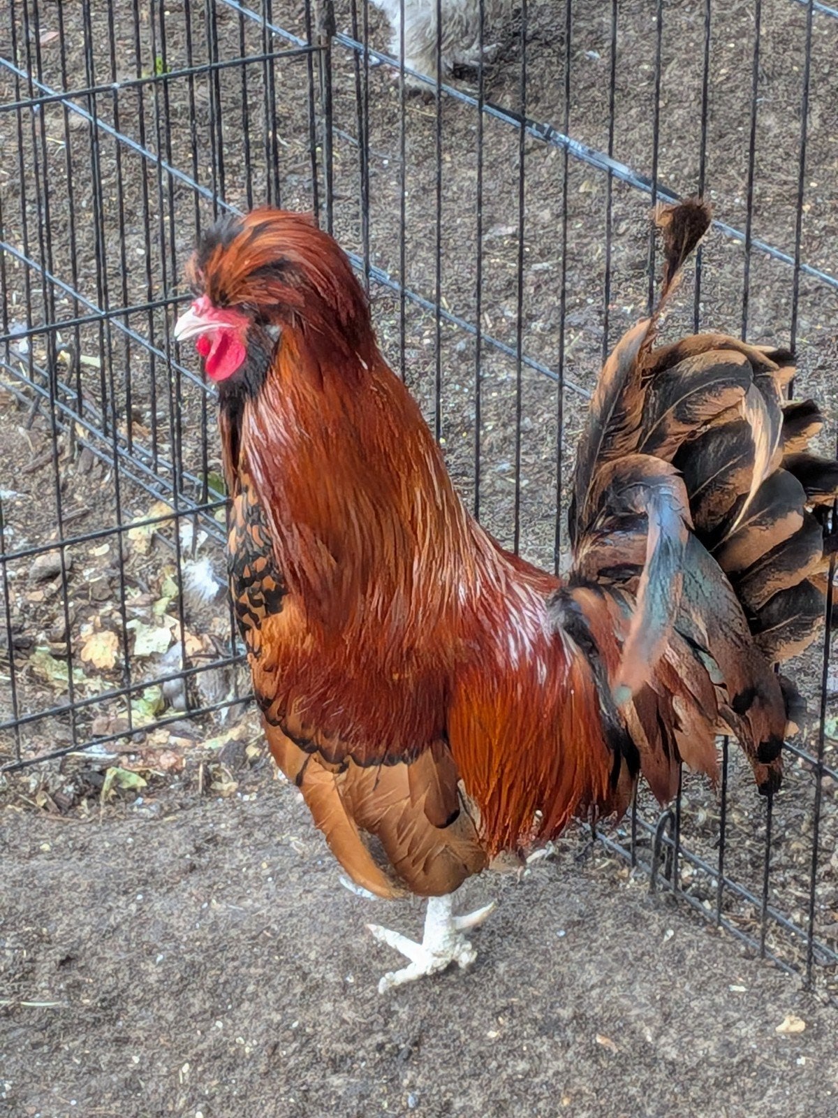Padua haan, Dieren en Toebehoren