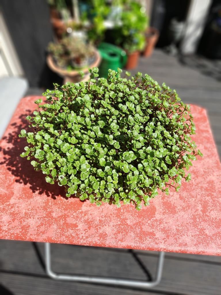 Mooie vetplant voor buiten, Tuin en Terras, Ophalen, Winter