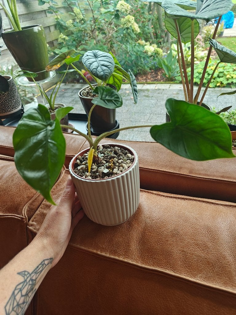 Alocasia wentii, Huis en Inrichting, Ophalen, Overige soorten, Minder dan 100 cm, Volle zon