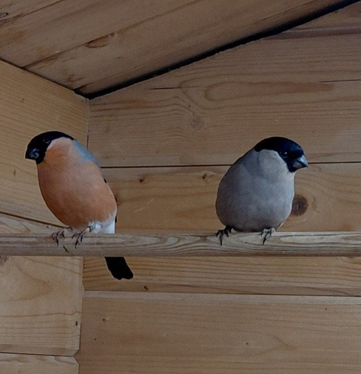 Goudvinken, Animaux & Accessoires, Enlèvement