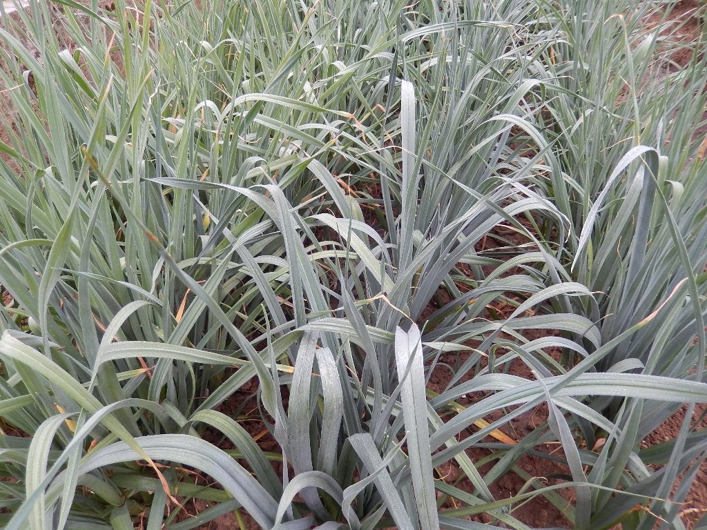 Poireaux d'hiver, Jardin & Terrasse, Plantes | Jardin, Enlèvement