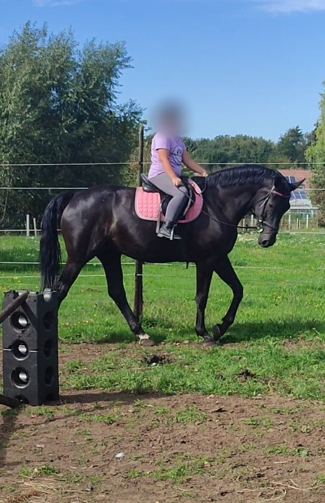 Mooie kwaliteitsvolle 13j zwarte merrie, Dieren en Toebehoren, Merrie, Met stamboom, Dressuurpaard, 170 tot 175 cm
