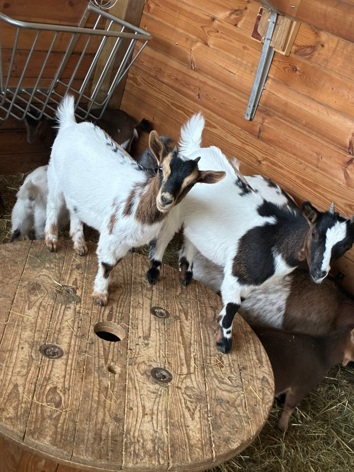 Gecastreerde bokjes 3 stuks, Dieren en Toebehoren, Schapen, Geiten en Varkens