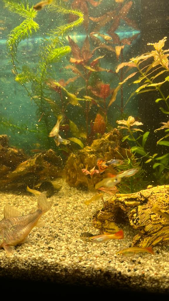 Guppy’s, Dieren en Toebehoren, Vissen | Aquariumvissen, Vis, Zoetwatervis, Schoolvis