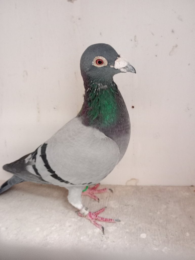 Kweekduiver!!!!!!!, Dieren en Toebehoren, Mannelijk, Postduif
