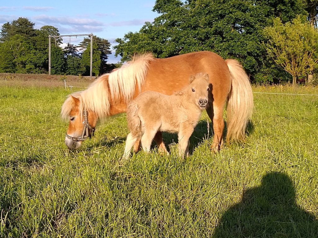 Te koop: Shetlandpony veulentjes, Dieren en Toebehoren, Pony's, Meerdere dieren, Niet van toepassing, 0 tot 2 jaar, Gechipt, Ontwormd