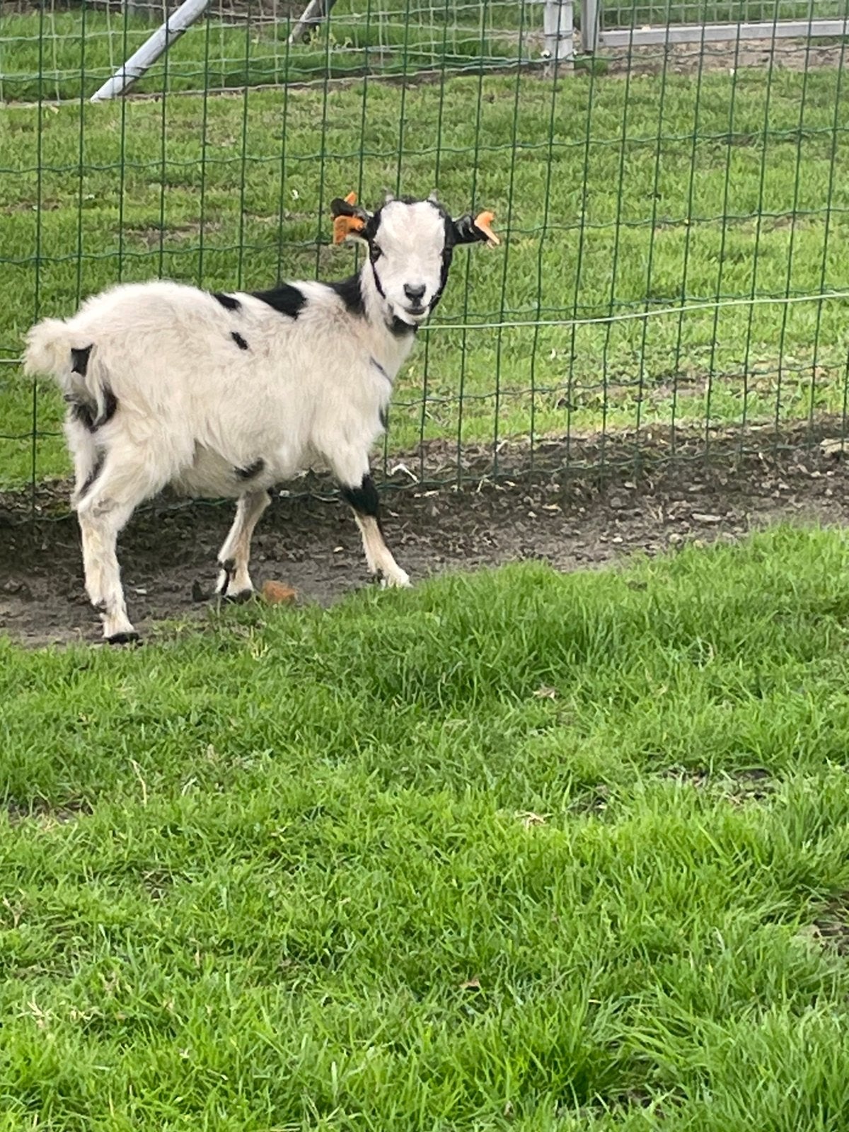 Mini geitjes, Plusieurs animaux, Chèvre, 0 à 2 ans