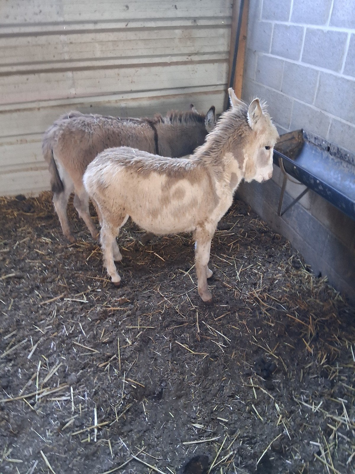 ezels, Animaux & Accessoires
