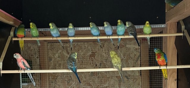 Grasparkieten, turquoisine-parkieten en bourkes, Plusieurs animaux, Perruche