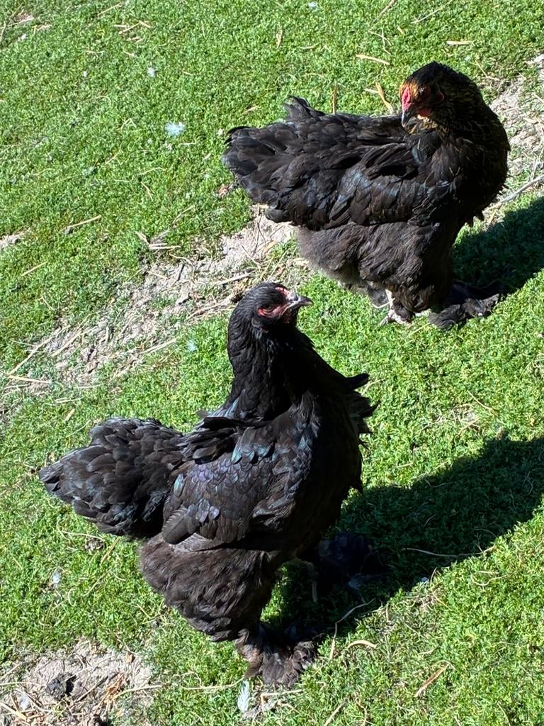 2 brahma hennen, Dieren en Toebehoren, Pluimvee, Vrouwelijk, Kip