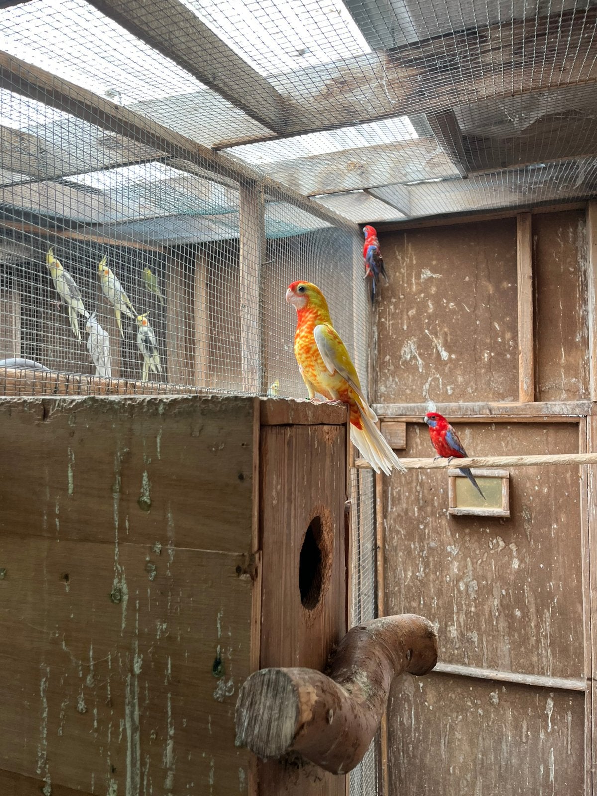 Penant pastel geel, Dieren en Toebehoren, Vrouwelijk, Parkiet, Geringd