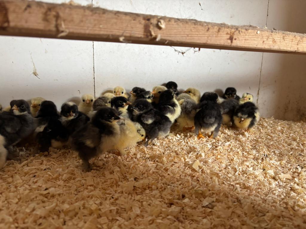 Kuikens Cochin kriel, Dieren en Toebehoren, Geslacht onbekend, Kip