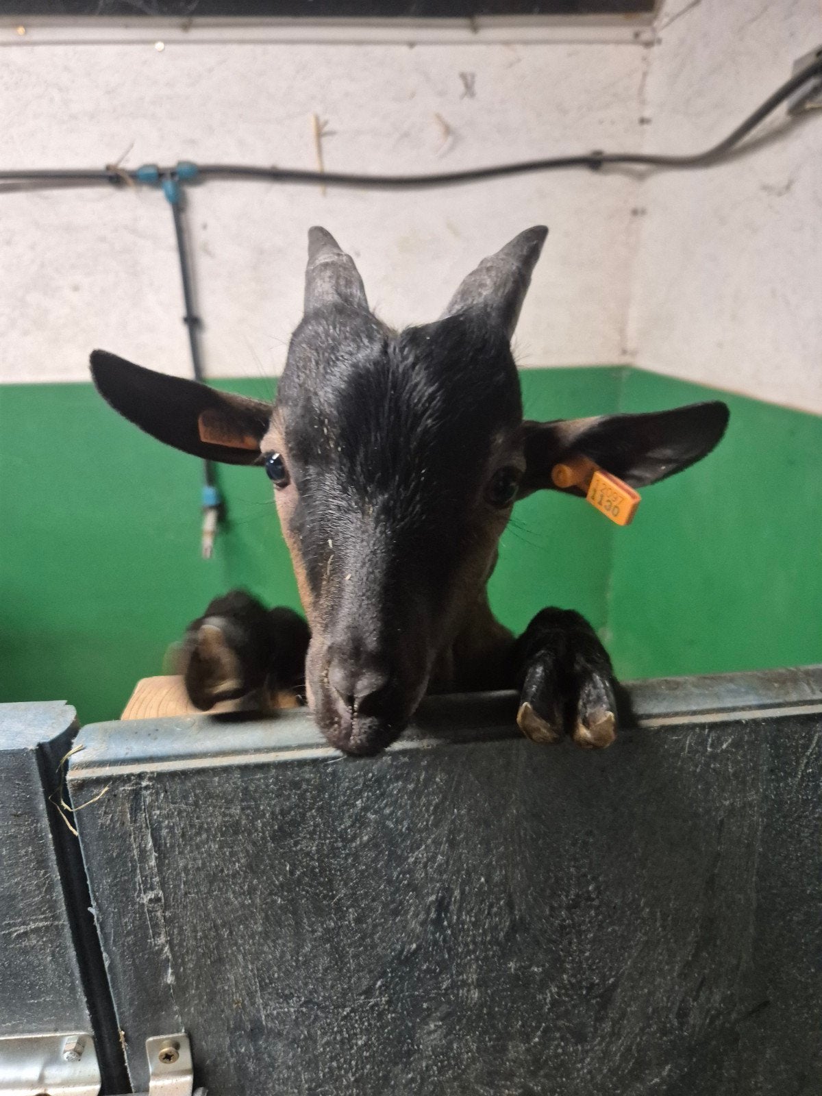 Lief aanhankelijk papfles dwerggeitje, Dieren en Toebehoren, Mannelijk, Geit, 0 tot 2 jaar