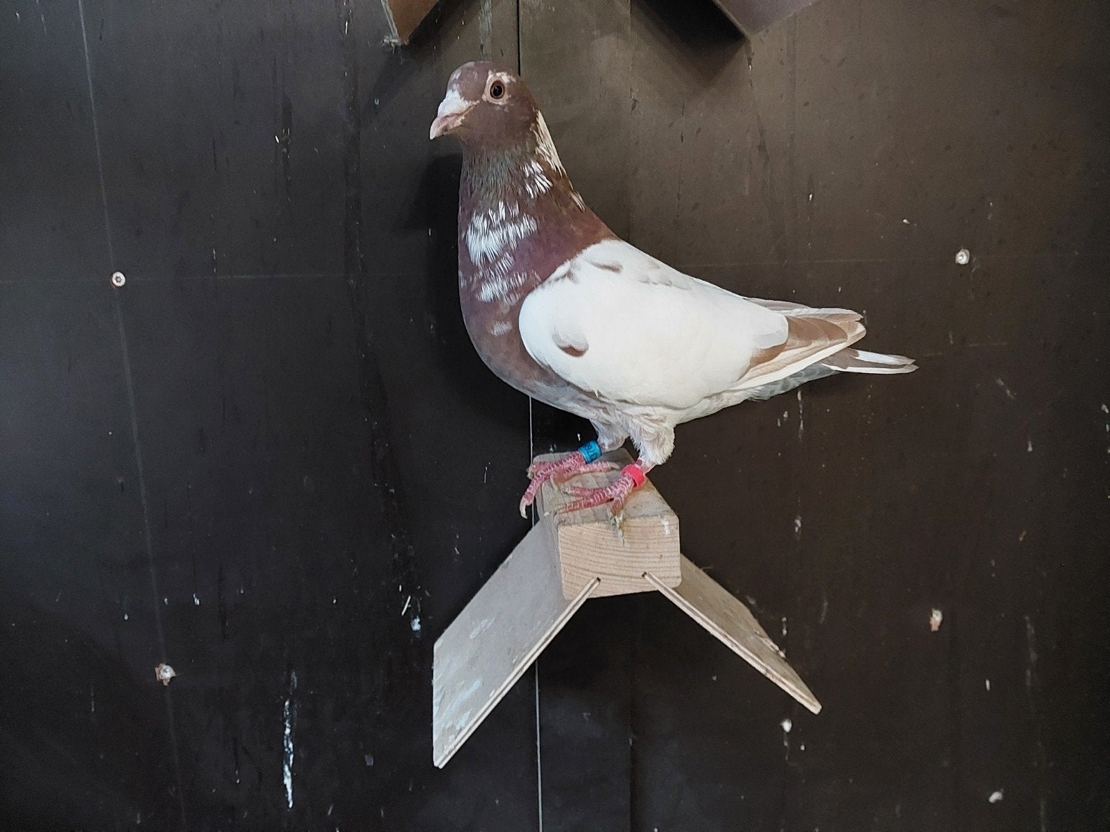 choco doffer gezocht, Animaux & Accessoires, Oiseaux | Pigeons, Pigeon voyageur
