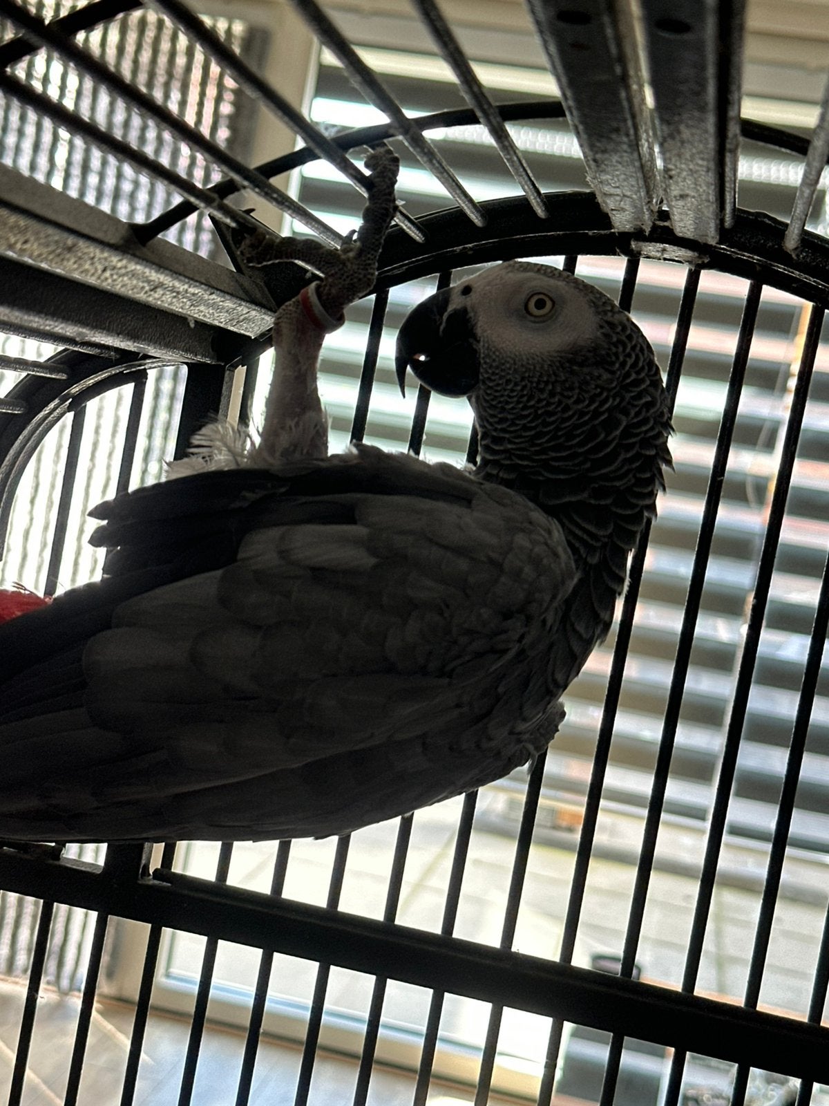 Grijze rood staart papegaai met grote kooi, Dieren en Toebehoren, Papegaai, Tam