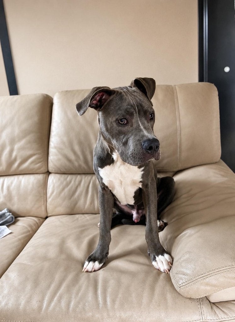 Amerikaanse Stafford pup (herplaatsing), Dieren en Toebehoren, België, 15 weken tot 1 jaar, CDV (hondenziekte), American Staffordshire Terriër