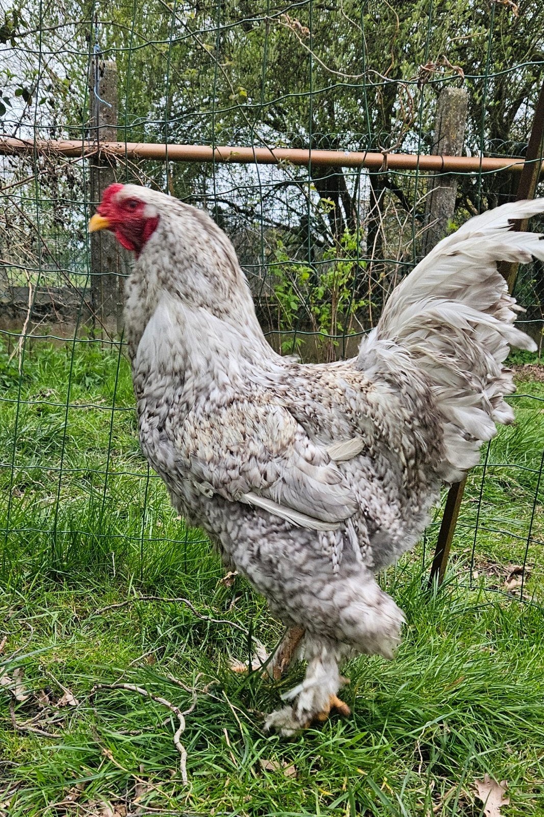 Brahma haan    kindvriendelijk, Dieren en Toebehoren, Pluimvee