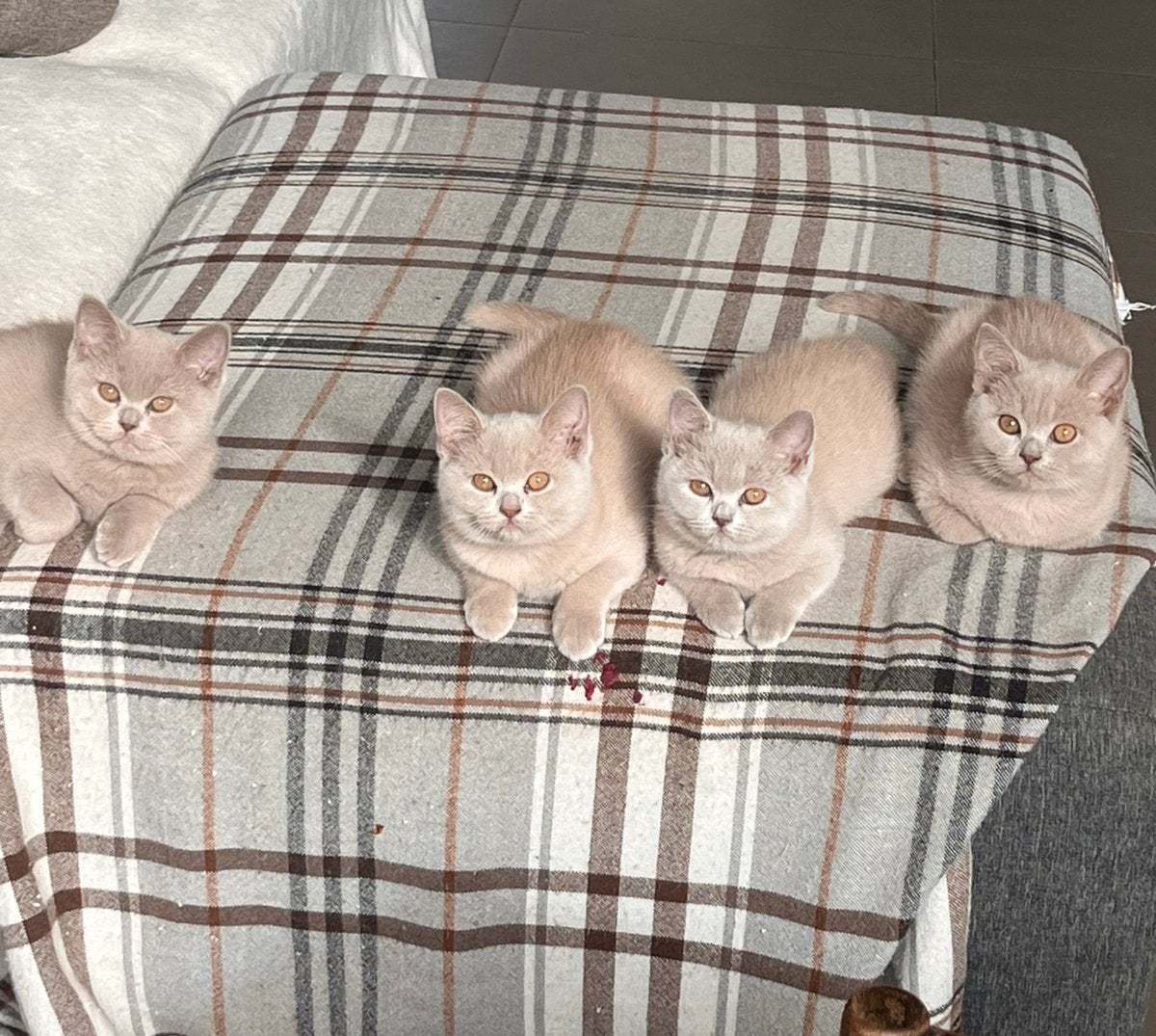 Brits Korthaar kitten met stamboom, Chatte ou Chat, Avec pedigree, 0 à 2 ans