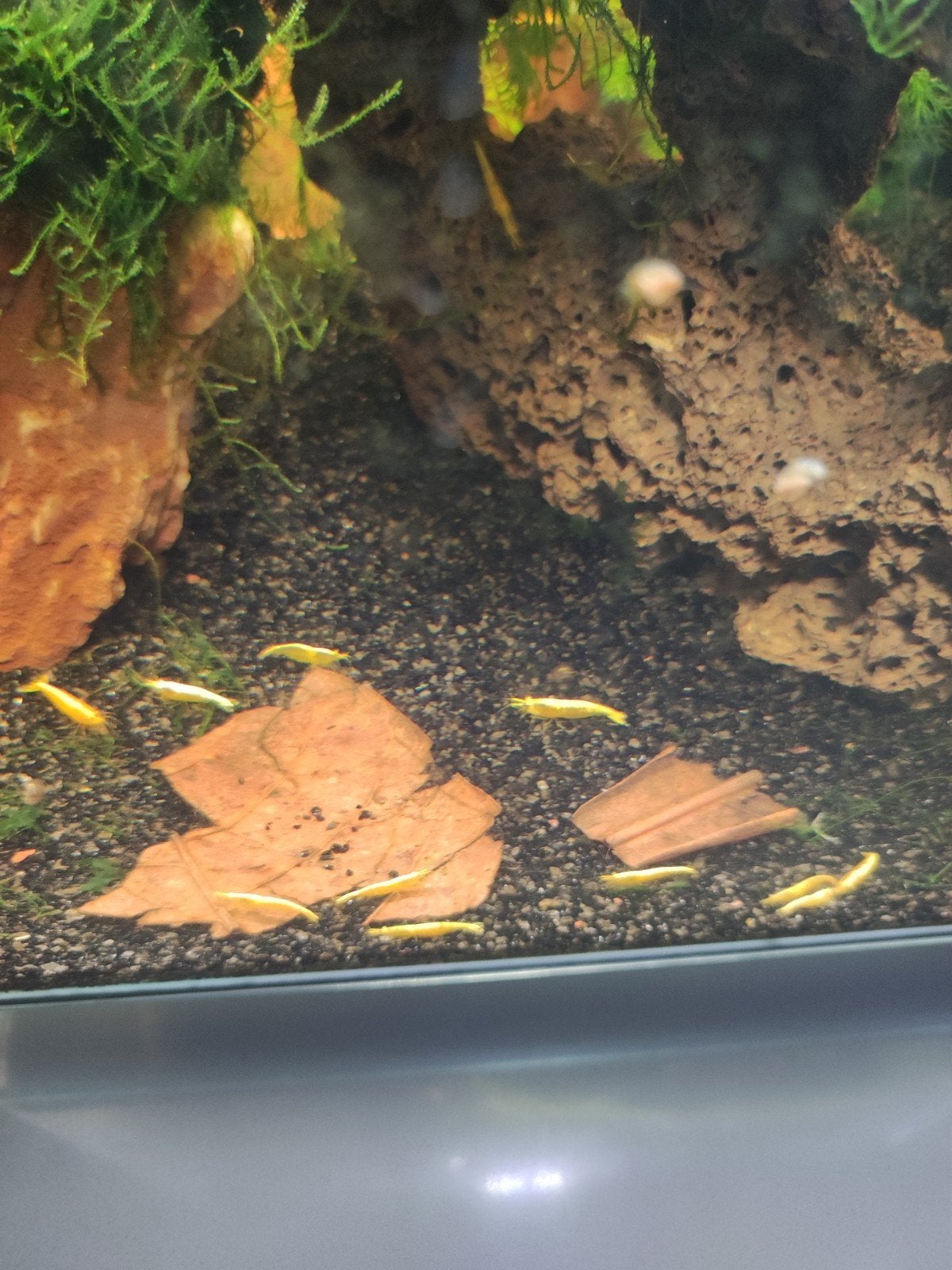 golden back garnaal, Dieren en Toebehoren, Ophalen
