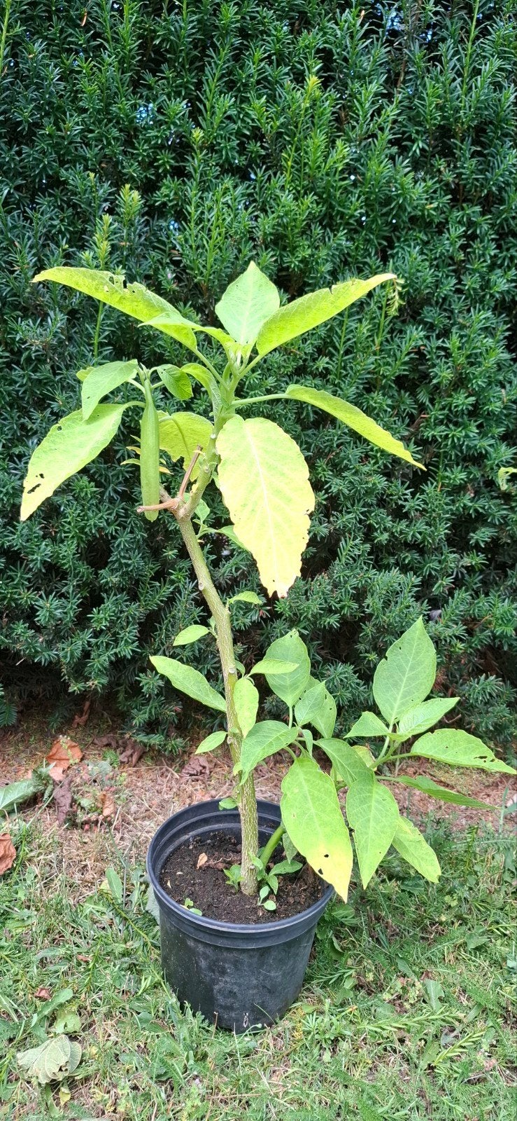 Brugmansia, Tuin en Terras, Planten | Fruitbomen, Ophalen