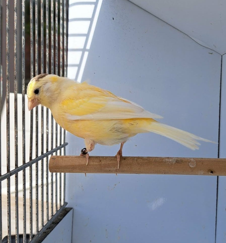 Kanarie, Dieren en Toebehoren, Vogels | Kanaries, Meerdere dieren, Kleurkanarie