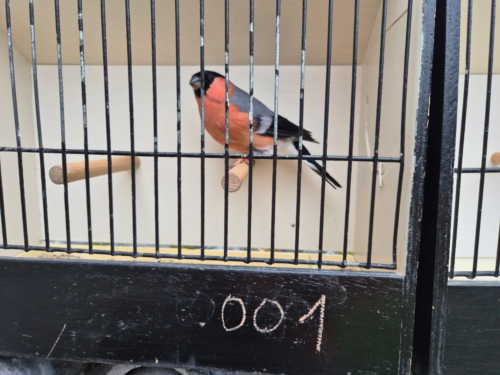 goudvinken, Meerdere dieren, Wildzangvogel, Geringd