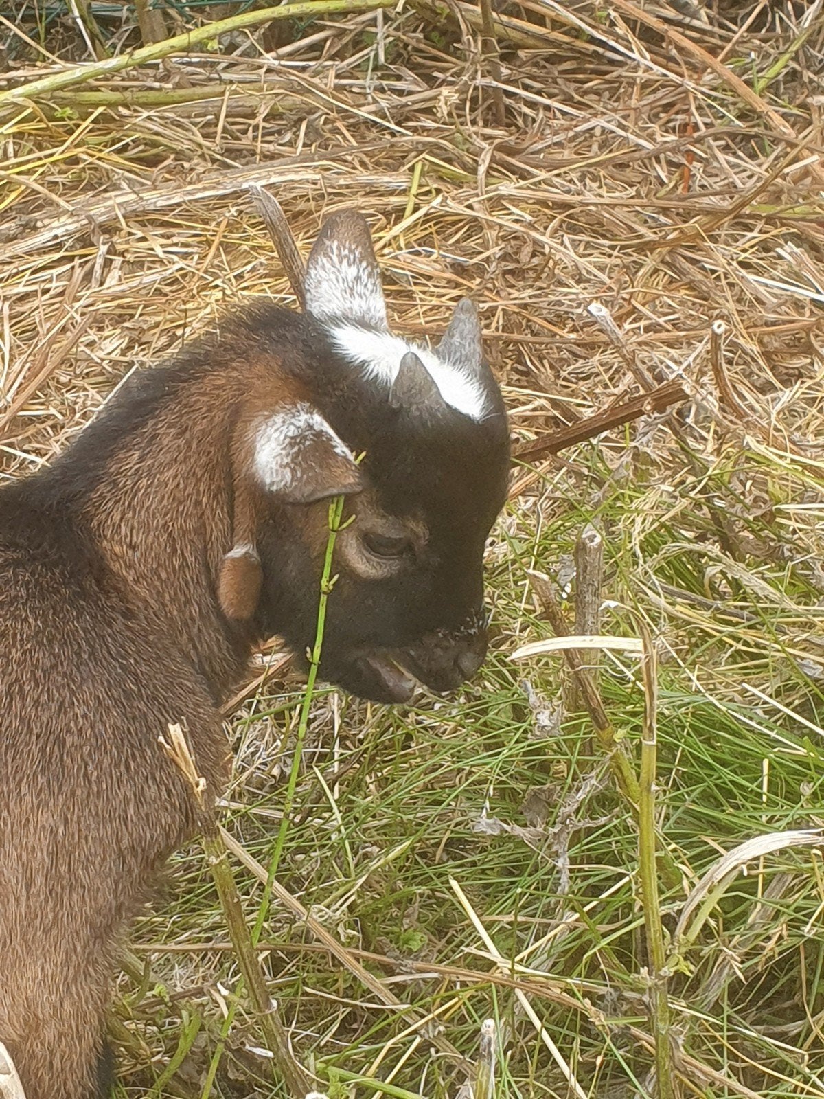 Dwerggeitjes, Animaux & Accessoires, Moutons, Chèvres & Cochons