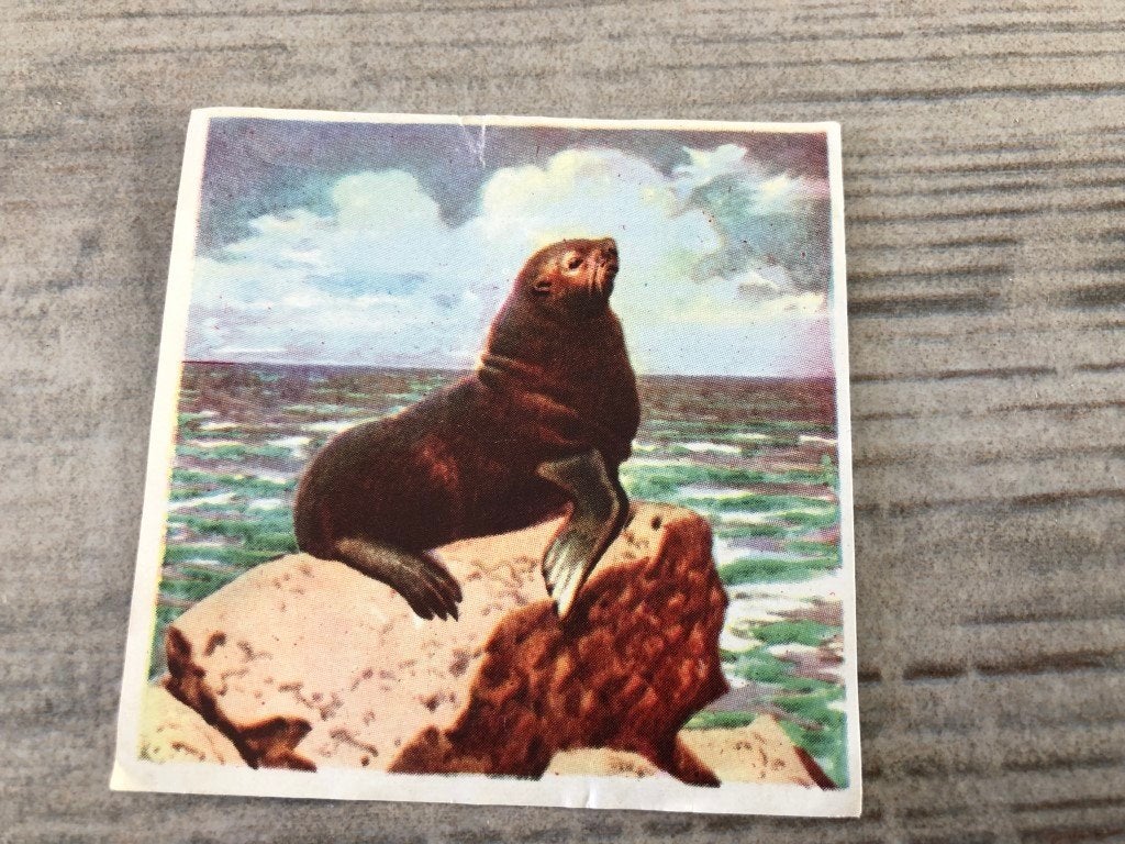Chromo album fort - dieren - zeehond, Ophalen of Verzenden