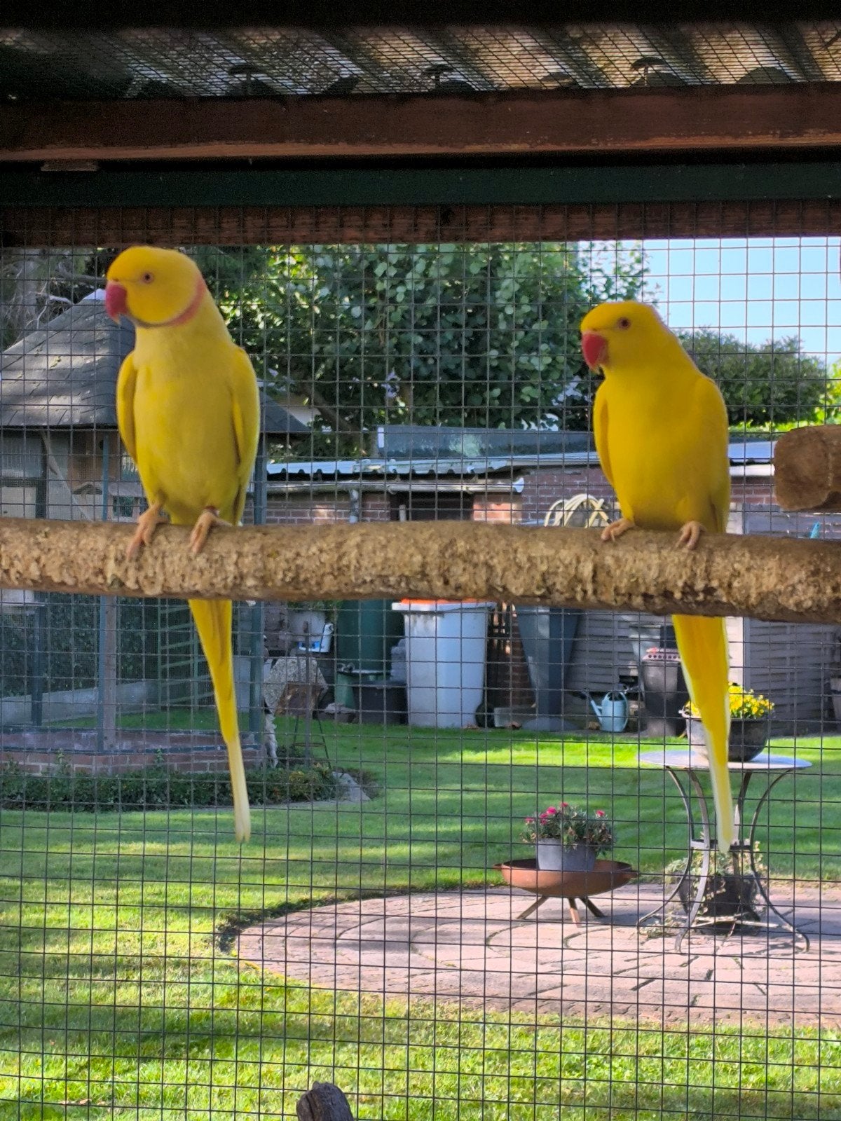 Halsbandparkieten, Dieren en Toebehoren, Geringd