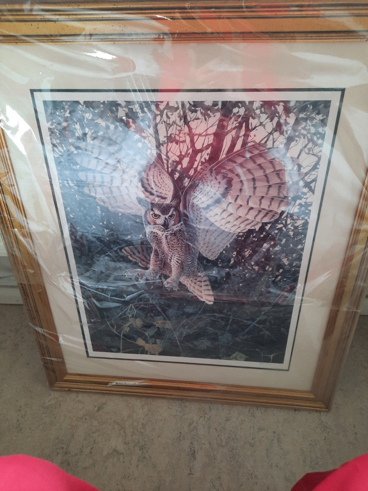 kader uil met certificaat l 85 op 72 cm, Antiek en Kunst, Ophalen