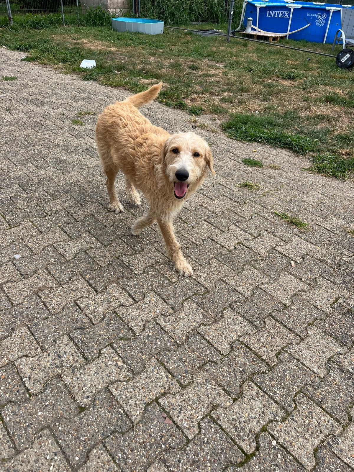Labradoodle dekreu gezocht, Dieren en Toebehoren, België, Fokker | Hobbymatig, 1 tot 2 jaar, Teef