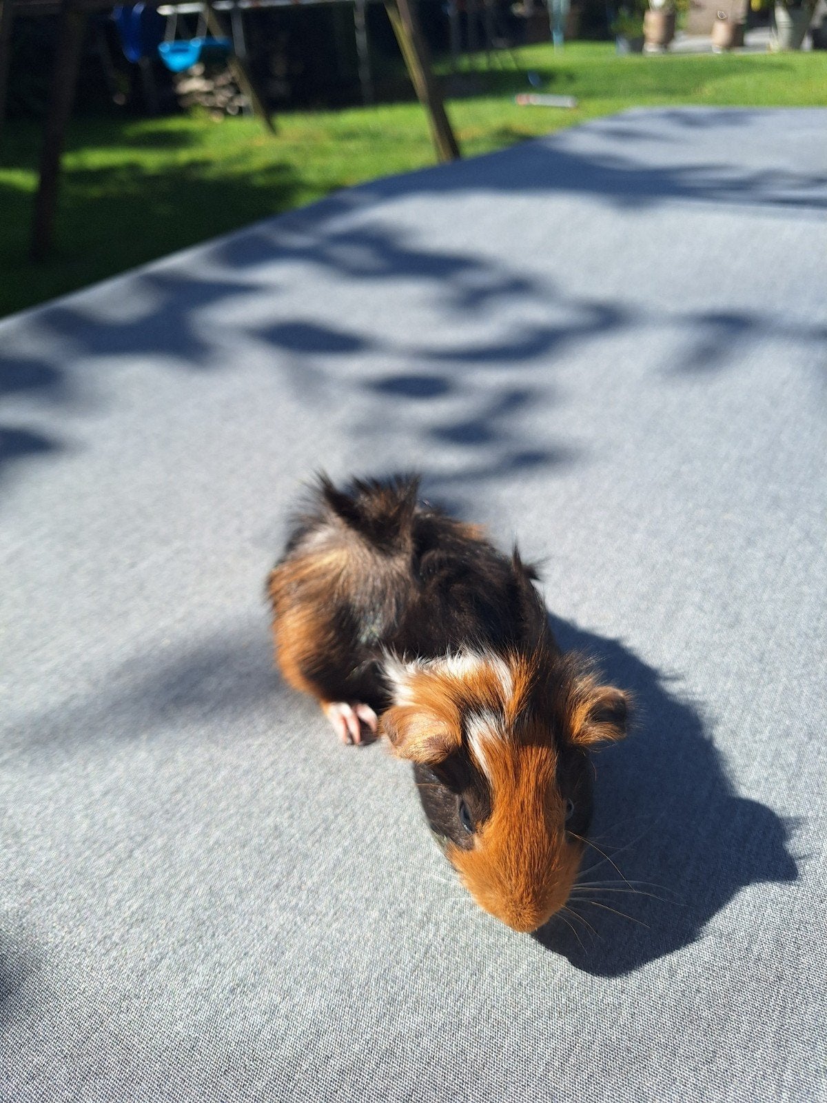 Mooie tricolor cavia beertjes, Juni, Mannelijk, Cavia