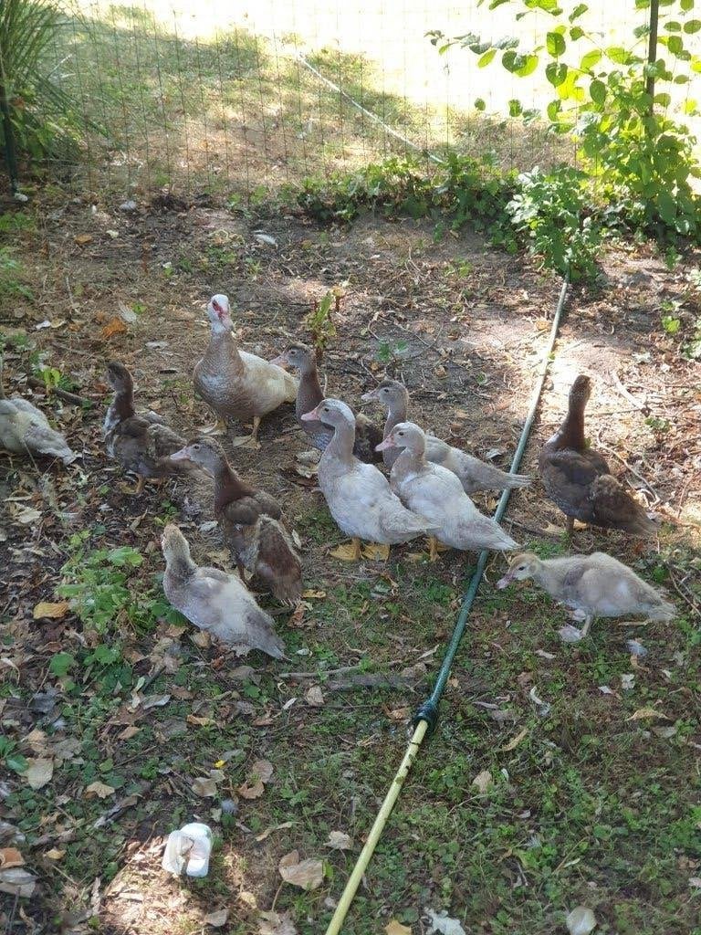 barberie eenden, Mai, Plusieurs animaux
