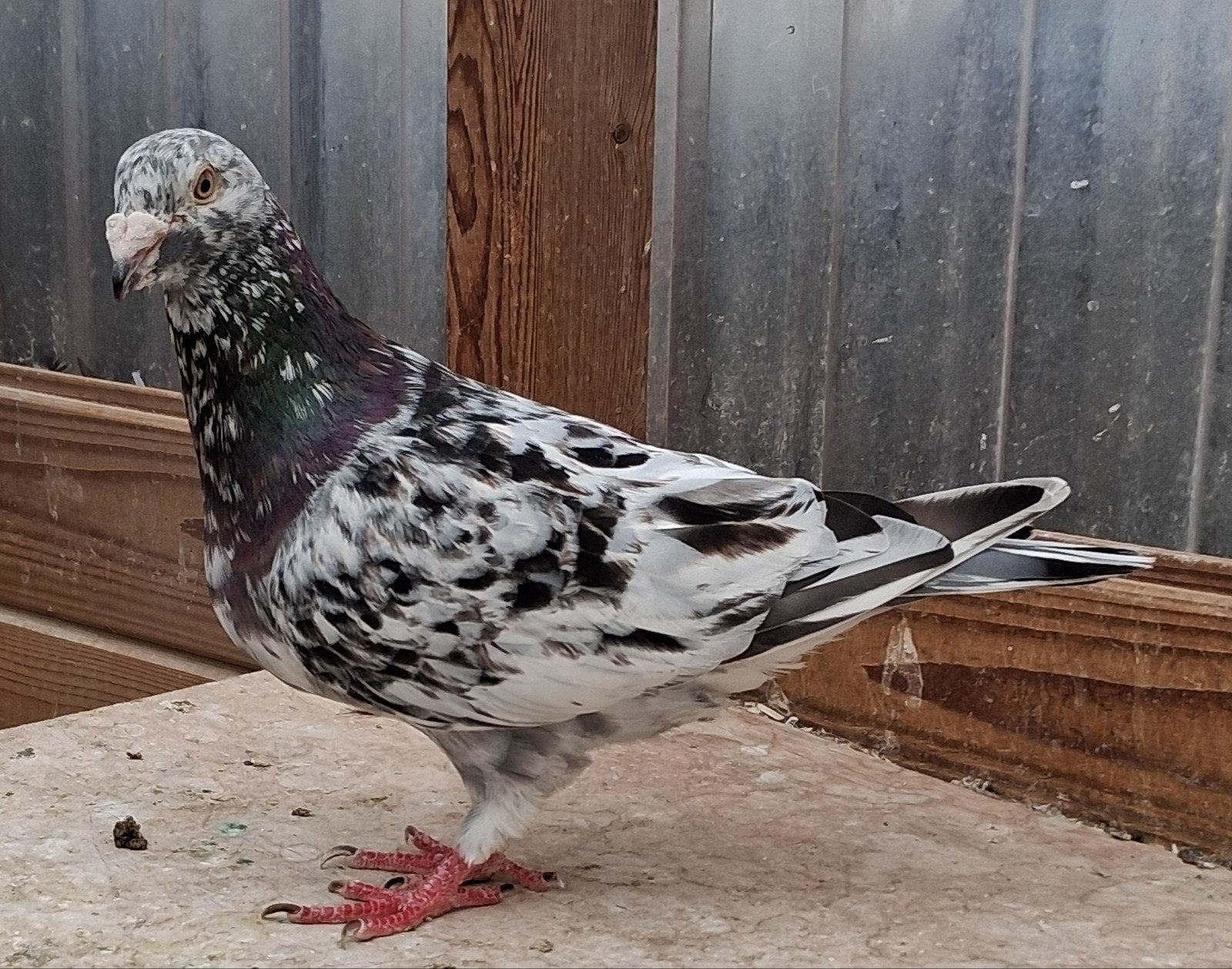 Color Racing Pigeon Stripper, Animaux & Accessoires, Oiseaux | Pigeons