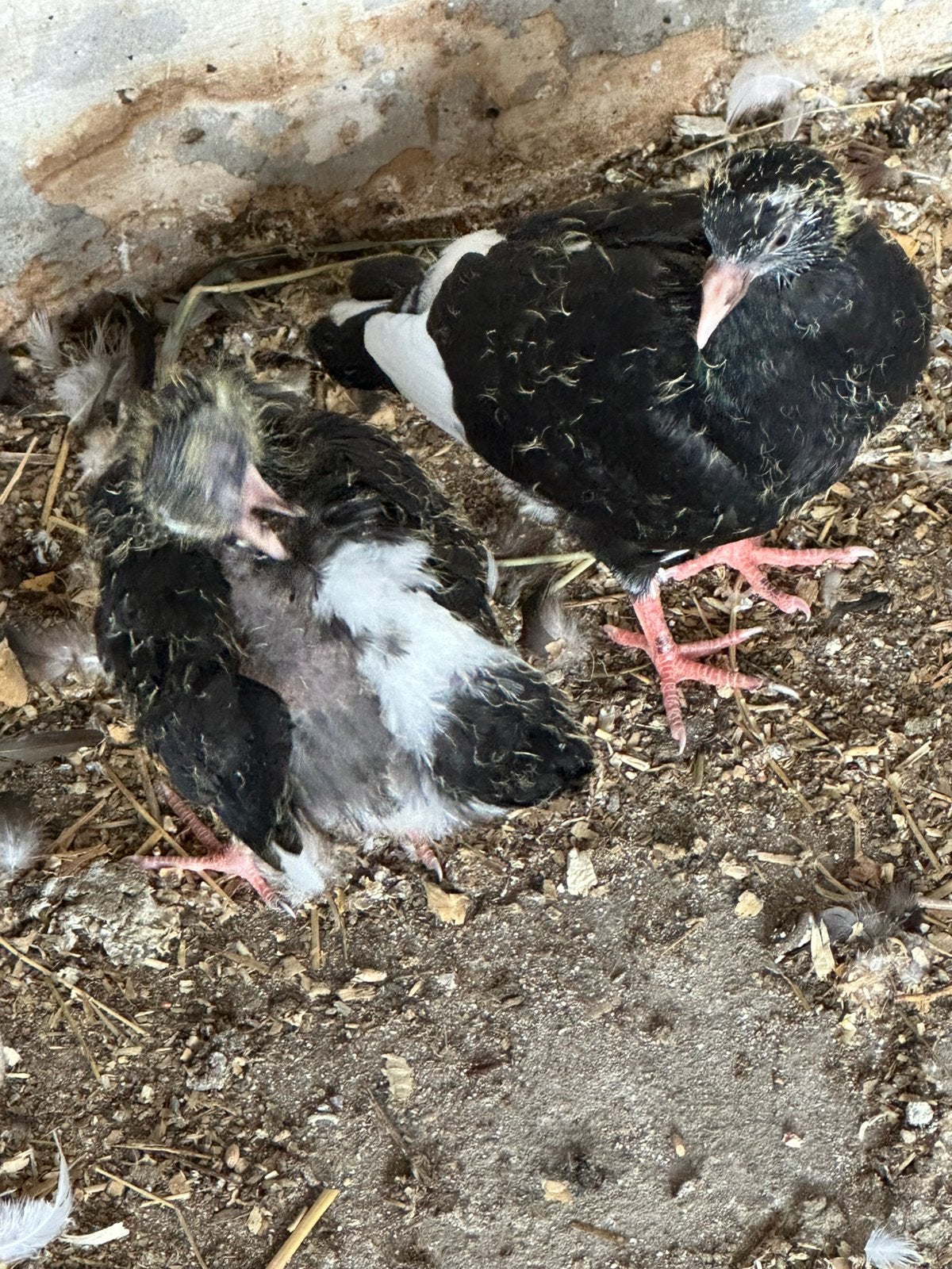 Kruising kapucijner met tuimelaar, Dieren en Toebehoren, Vogels | Duiven, Geslacht onbekend