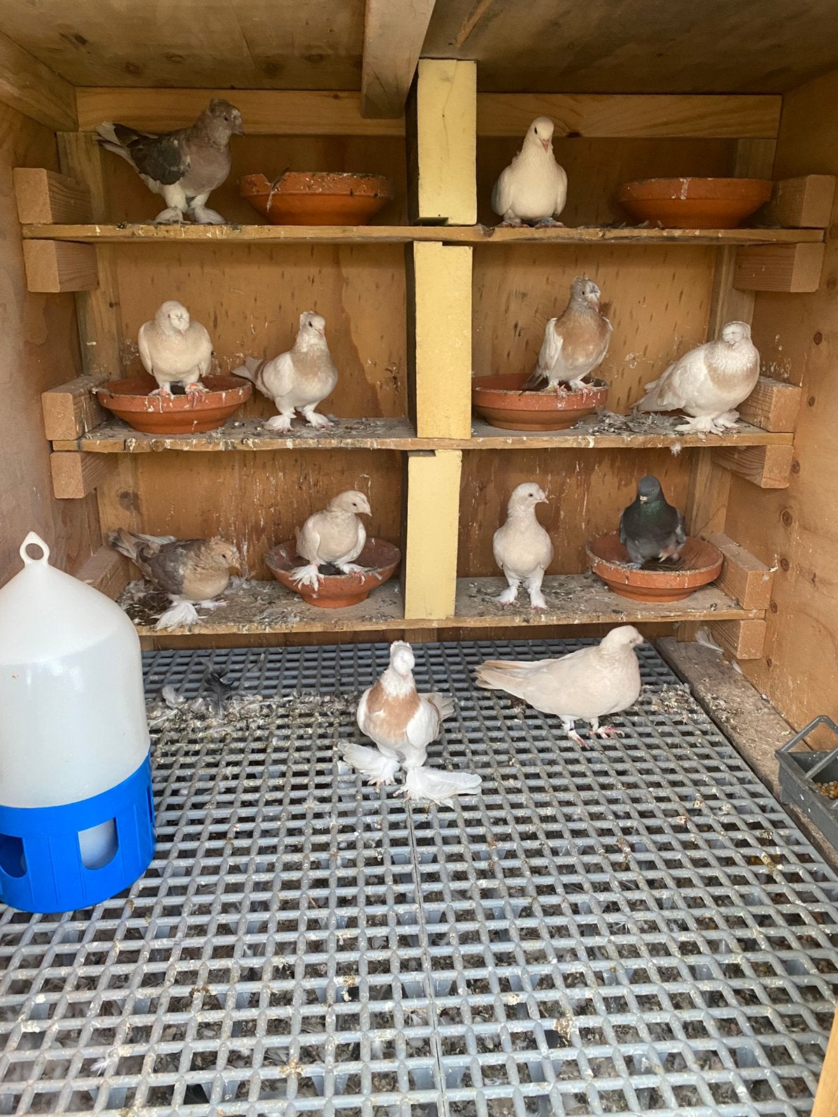 Super takla, Dieren en Toebehoren