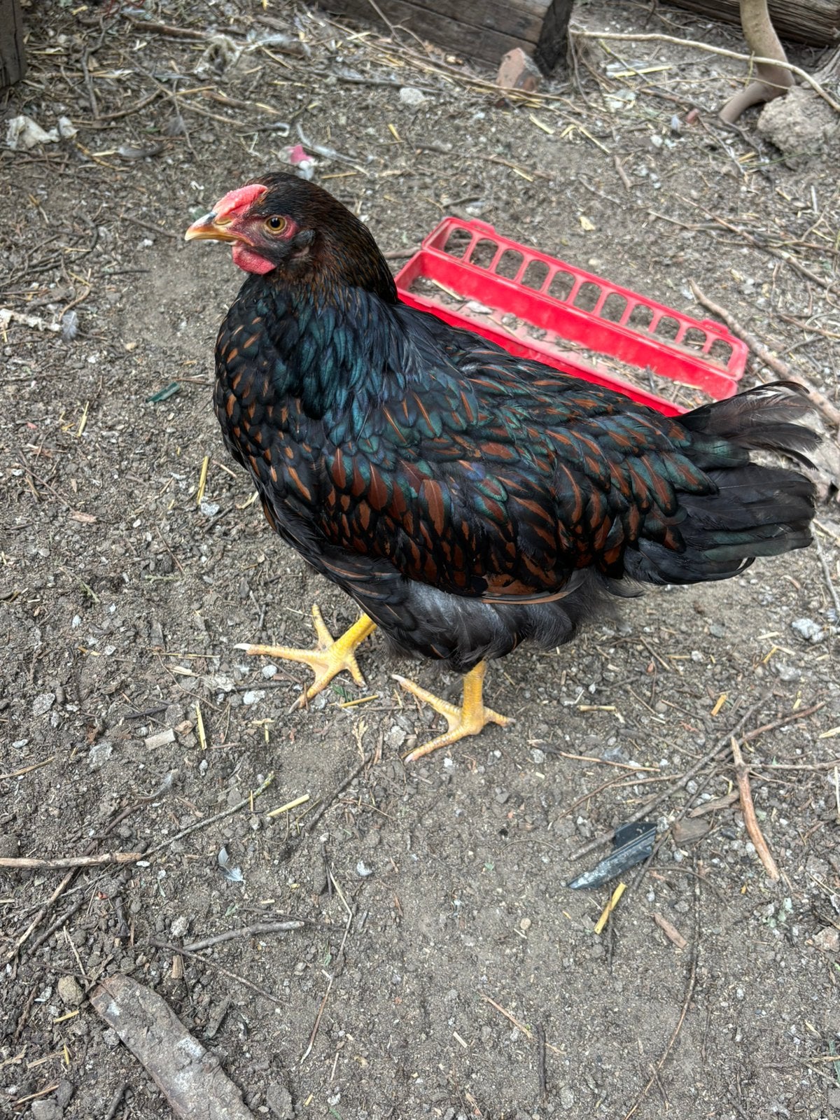 Jonge wyandotte haan, Mannelijk, Kip